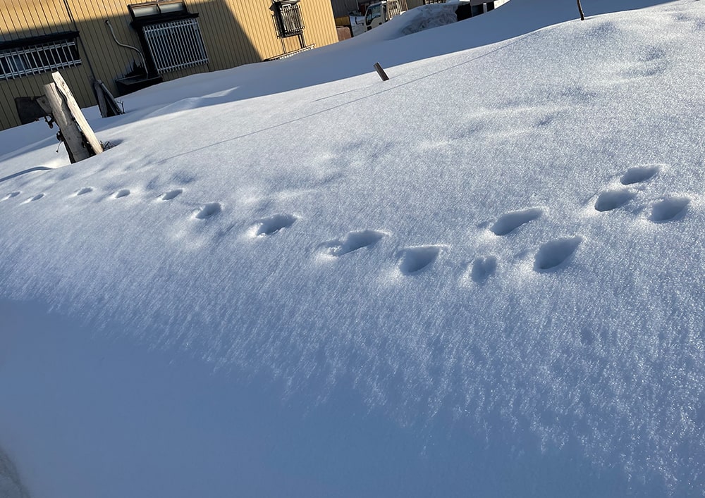 車が運転できなくても雪国で生活できるのか？ 山形 看護師