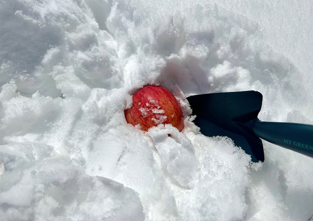 雪りんご掘り出し体験！山形 看護師 転職