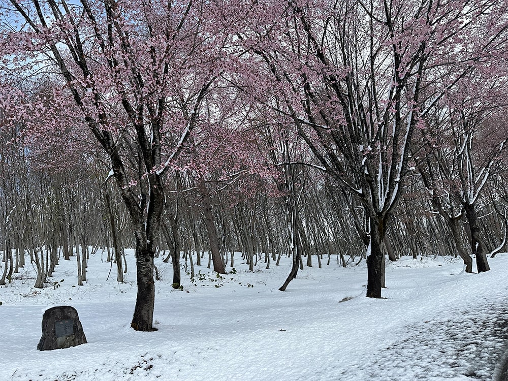 雪りんご掘り出し体験！山形 看護師 転職