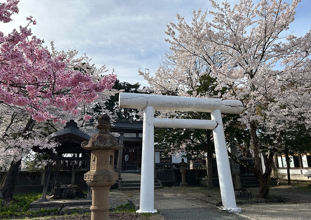 東北の桜名所でお花見