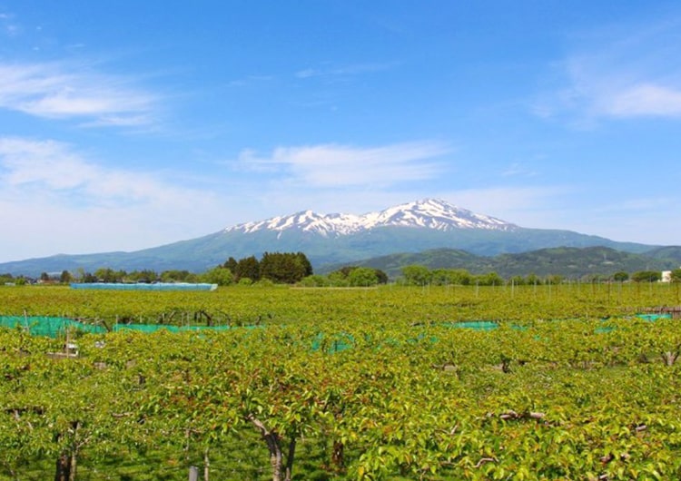 東北の春、庄内平野をドライブしてきました。